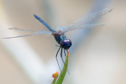 Idiataphe amazonica