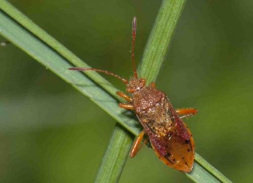 Réf. 88 579 : Rhopalus maculatus