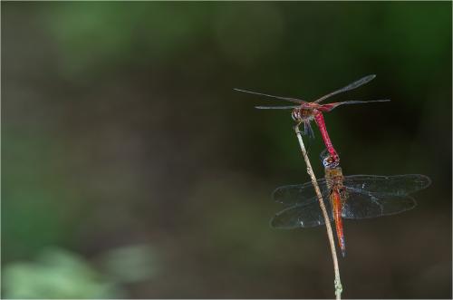 Réf. 88 899 : Tramea abdominalis