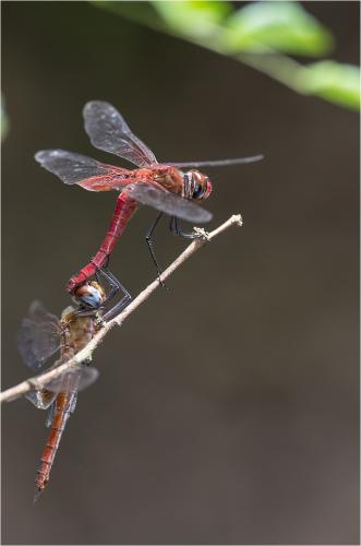 Tramea abdominalis