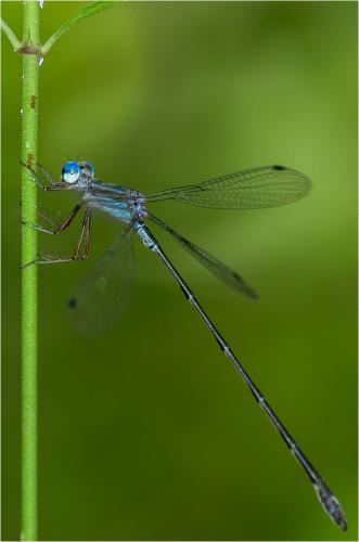 Réf. 88 966 : Lestes tenuatus
