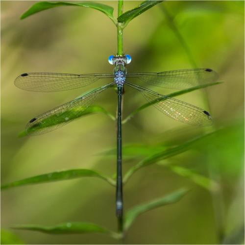 Lestes tenuatus
