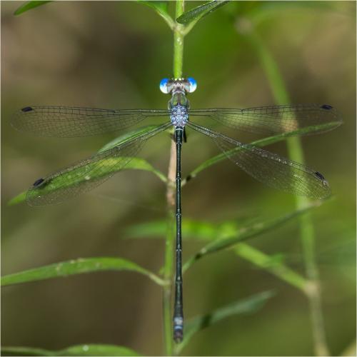 Lestes tenuatus