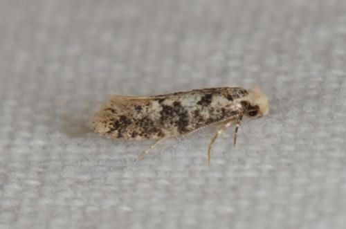Infurcitinea sp.