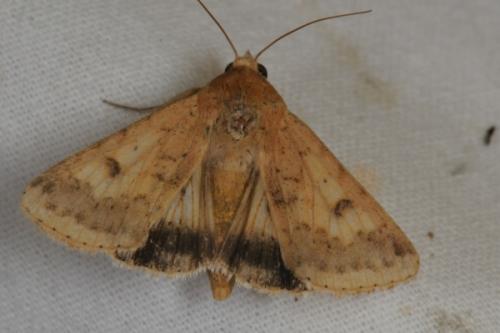 Réf. 88 071 : Helicoverpa armigera