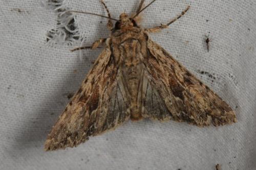 Apamea syriaca