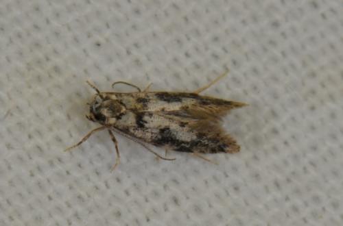 Infurcitinea sp.
