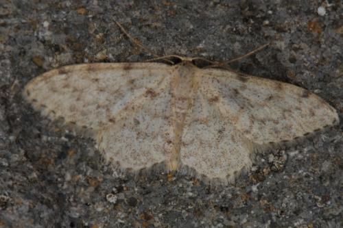 Réf. 88 337 : Idaea sp.