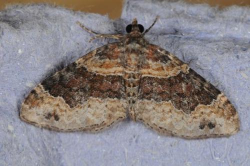 Réf. 88 330 : Xanthorhoe sp.