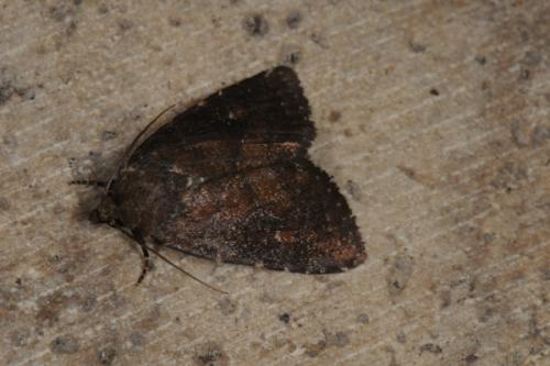Réf. 88 428 : Charanyca ferruginea