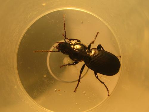 Pterostichus madidus