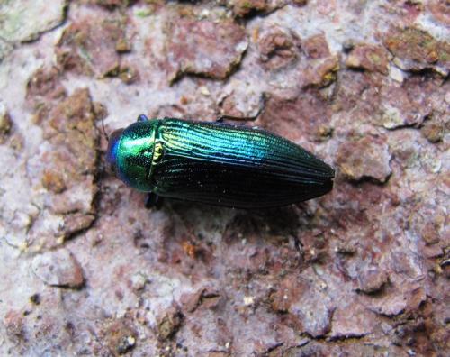 Eurythyrea austriaca