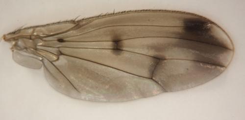 Suillia variegata
