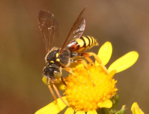 Réf. 88 388 : Nomada fucata