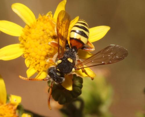 Réf. 88 389 : Nomada fucata
