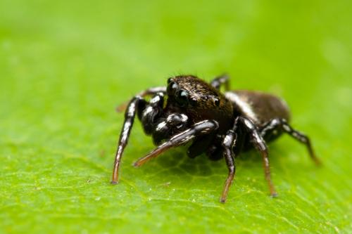 Heliophanus tribulosus