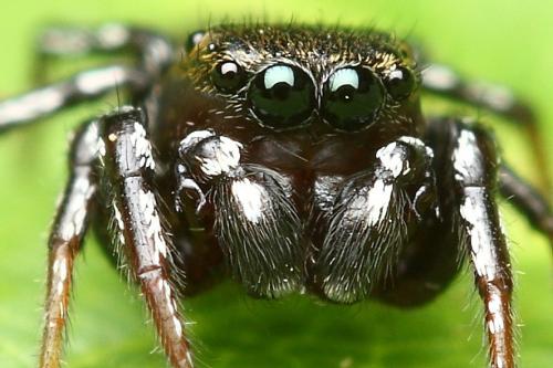 Heliophanus tribulosus