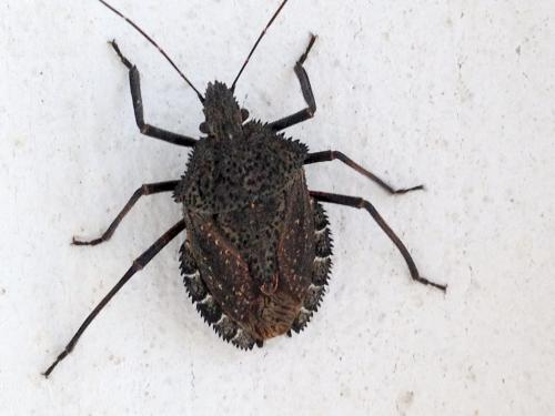 Réf. 88 987 : Mustha spinosula