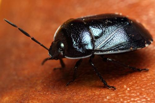 Canthophorus melanopterus