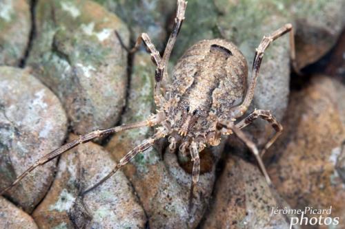 Odiellus spinosus