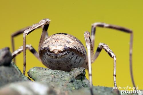 Odiellus spinosus