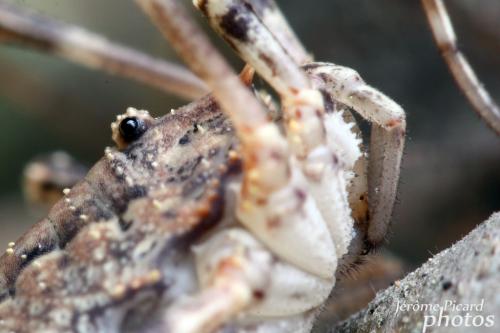 Odiellus spinosus