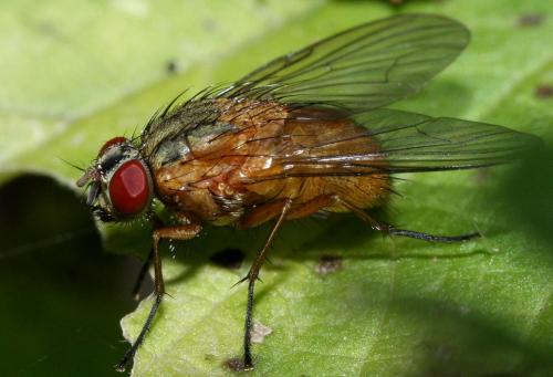 Mydaea lateritia