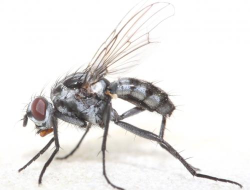 Eustalomyia sp.
