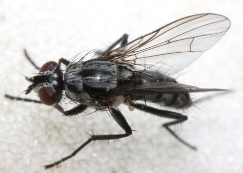 Eustalomyia sp.