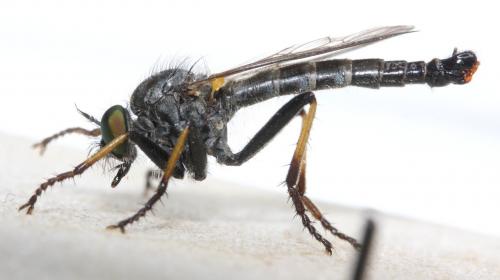 Neoitamus cyanurus