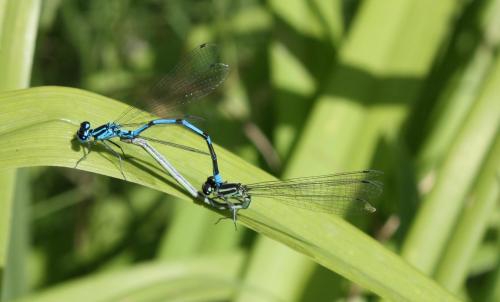 Coenagrion puella
