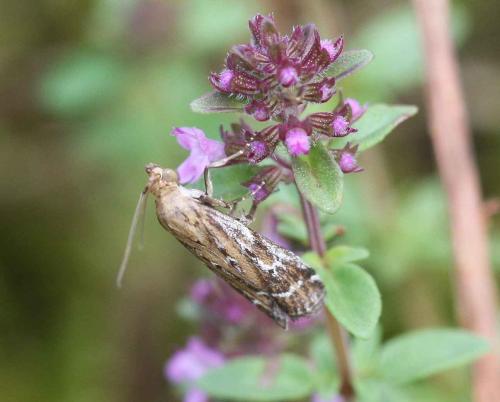 Pempeliella ornatella