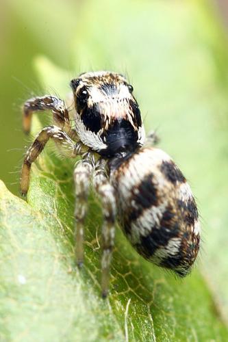 Réf. 88 705 : Salticus scenicus