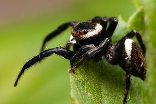 Réf. 88 247 : Hasarius adansoni