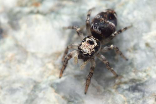 Salticus sp.