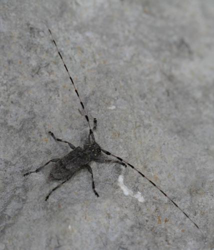 Acanthocinus aedilis