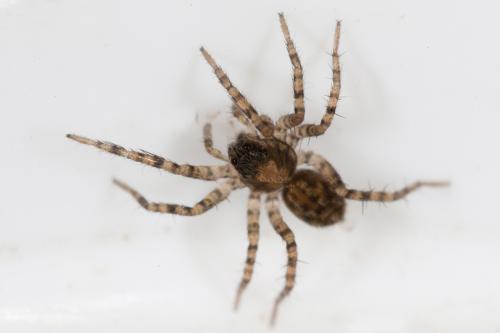 Pardosa sp.