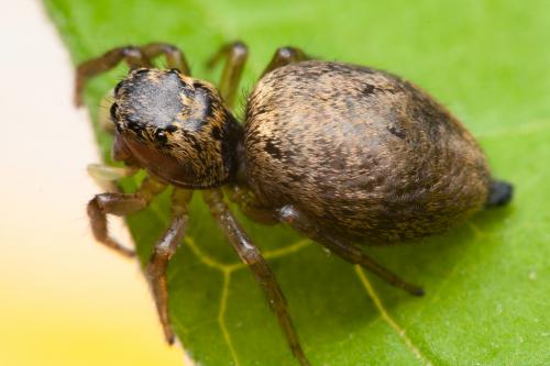 Heliophanus tribulosus