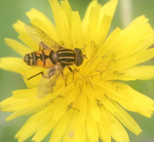 Helophilus pendulus