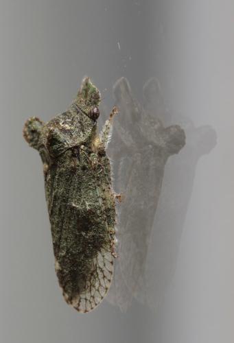 Ledra aurita