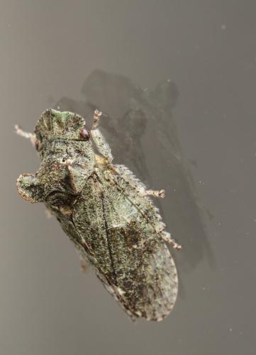 Ledra aurita