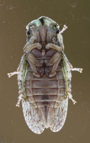 Ledra aurita
