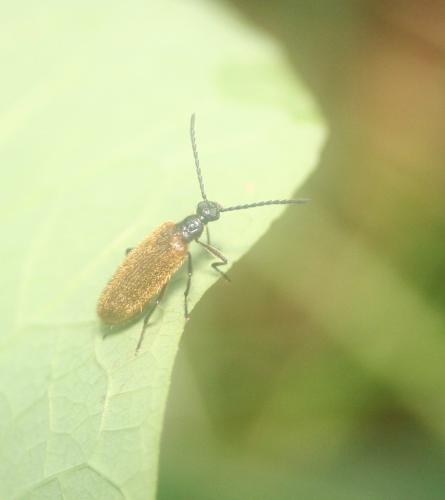 Lagria sp.