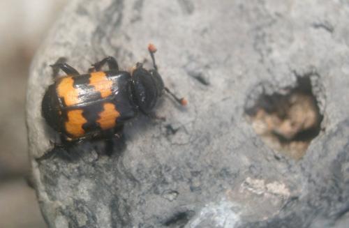 Réf. 88 857 : Nicrophorus sp.