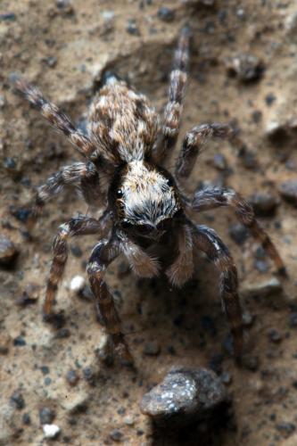 Pseudeuophrys lanigera
