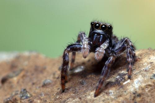 Pseudeuophrys lanigera