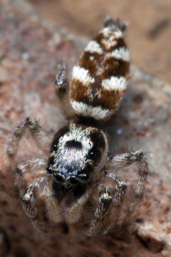 Salticus scenicus