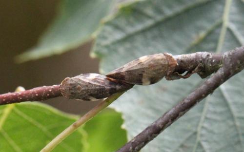 Aphrophora alni
