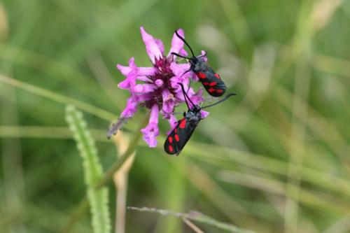 Zygaena filipendulae