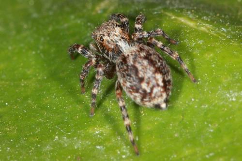 Pseudeuophrys lanigera